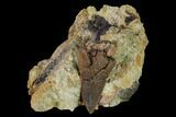 Serrated Tyrannosaur Tooth in Rock - Judith River Formation #150770-1